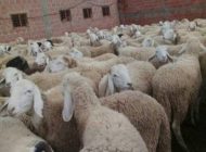 عصابات سرقة المواشي تعود إلى سطات