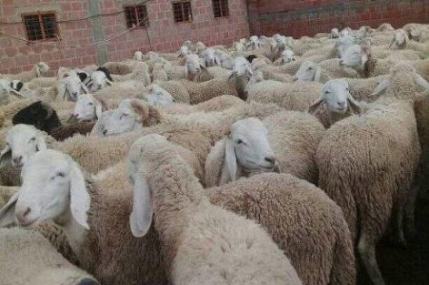 عصابات سرقة المواشي تعود إلى سطات